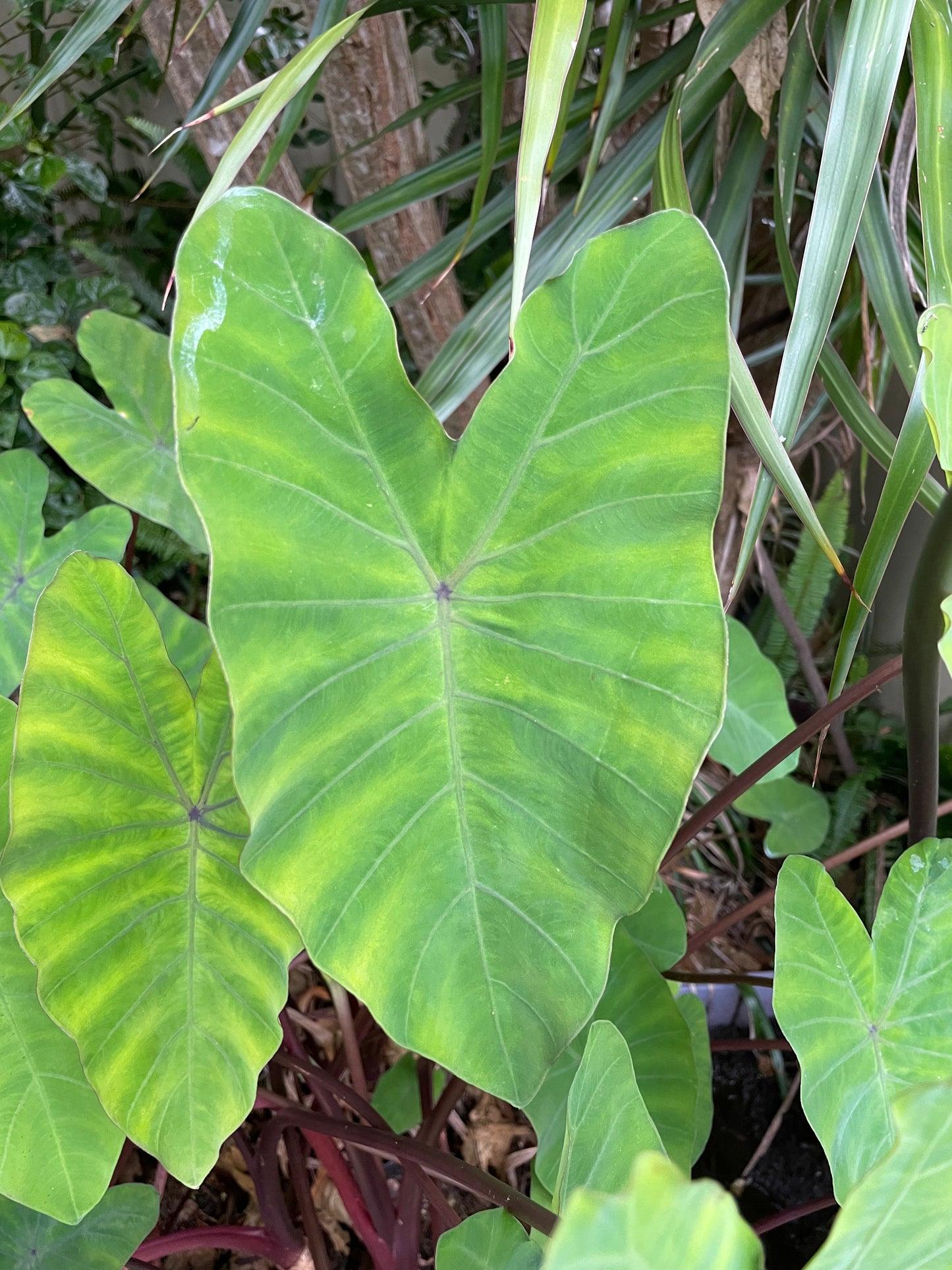 Colocasia Heart Of The Jungle