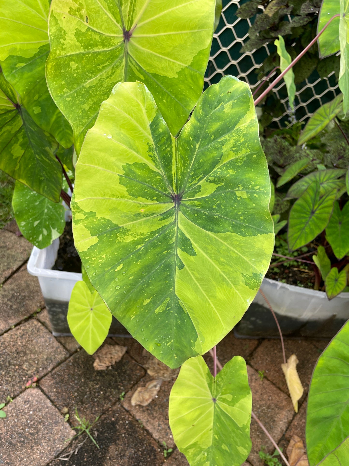 Colocasia Lime Gecko
