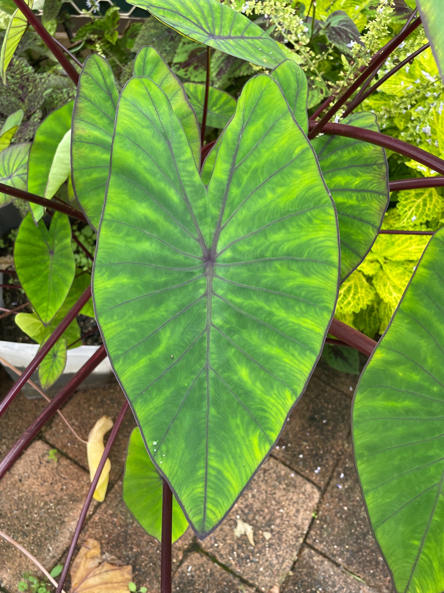 Colocasia Blue Hawaii