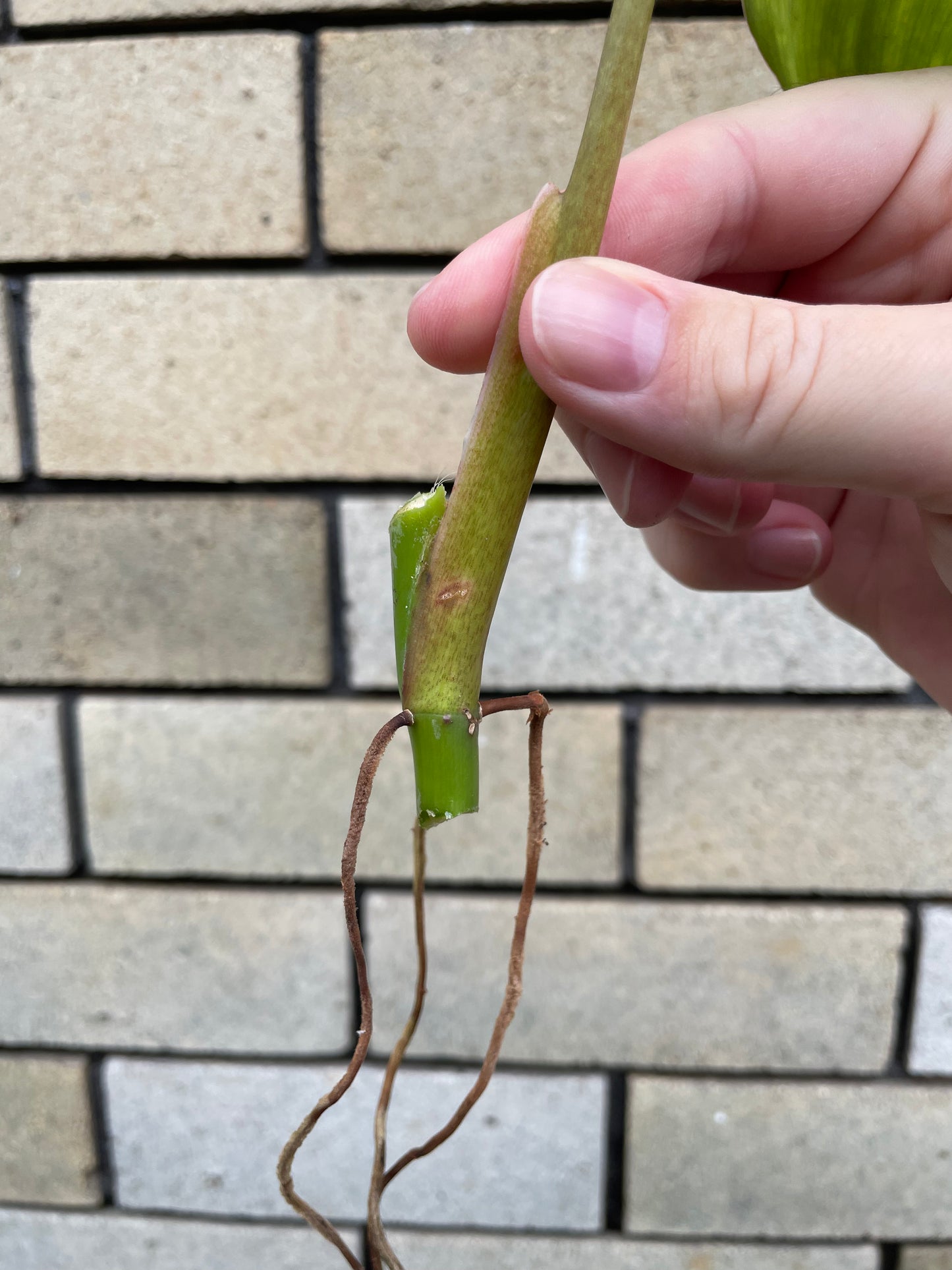 Non-TC Philodendron Domesticum cutting