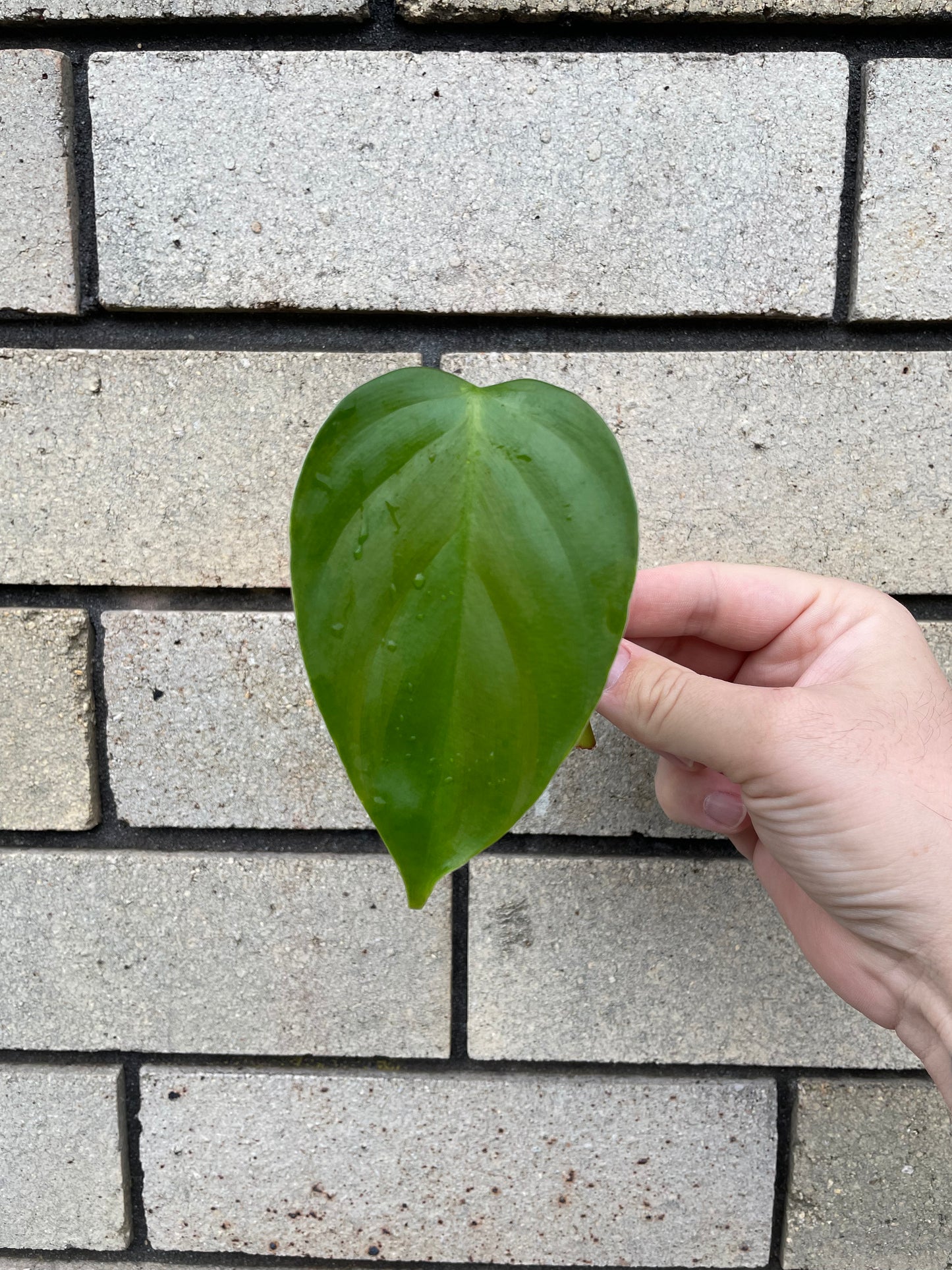 Philodendron Equatorial Flat Leaf cutting