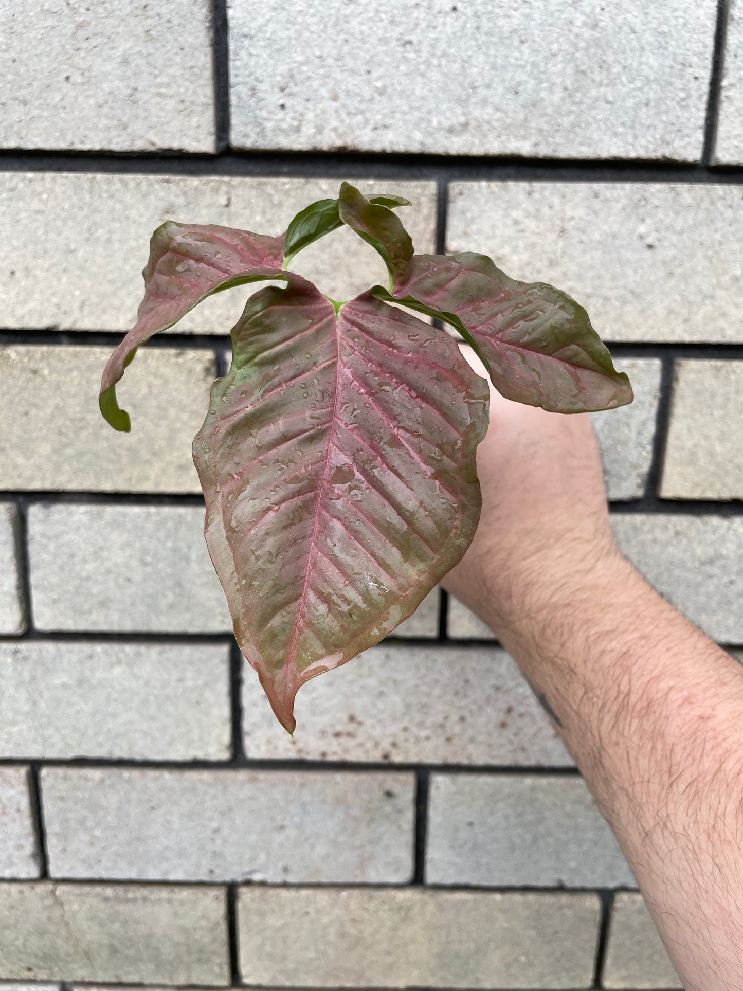 Syngonium Pink Neon cutting