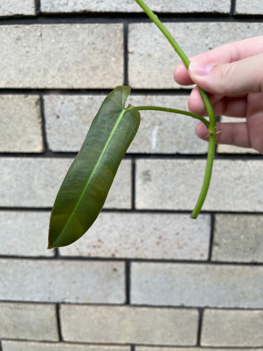 Philodendron Atabapoense cutting