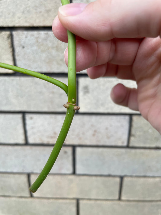 Philodendron Atabapoense cutting