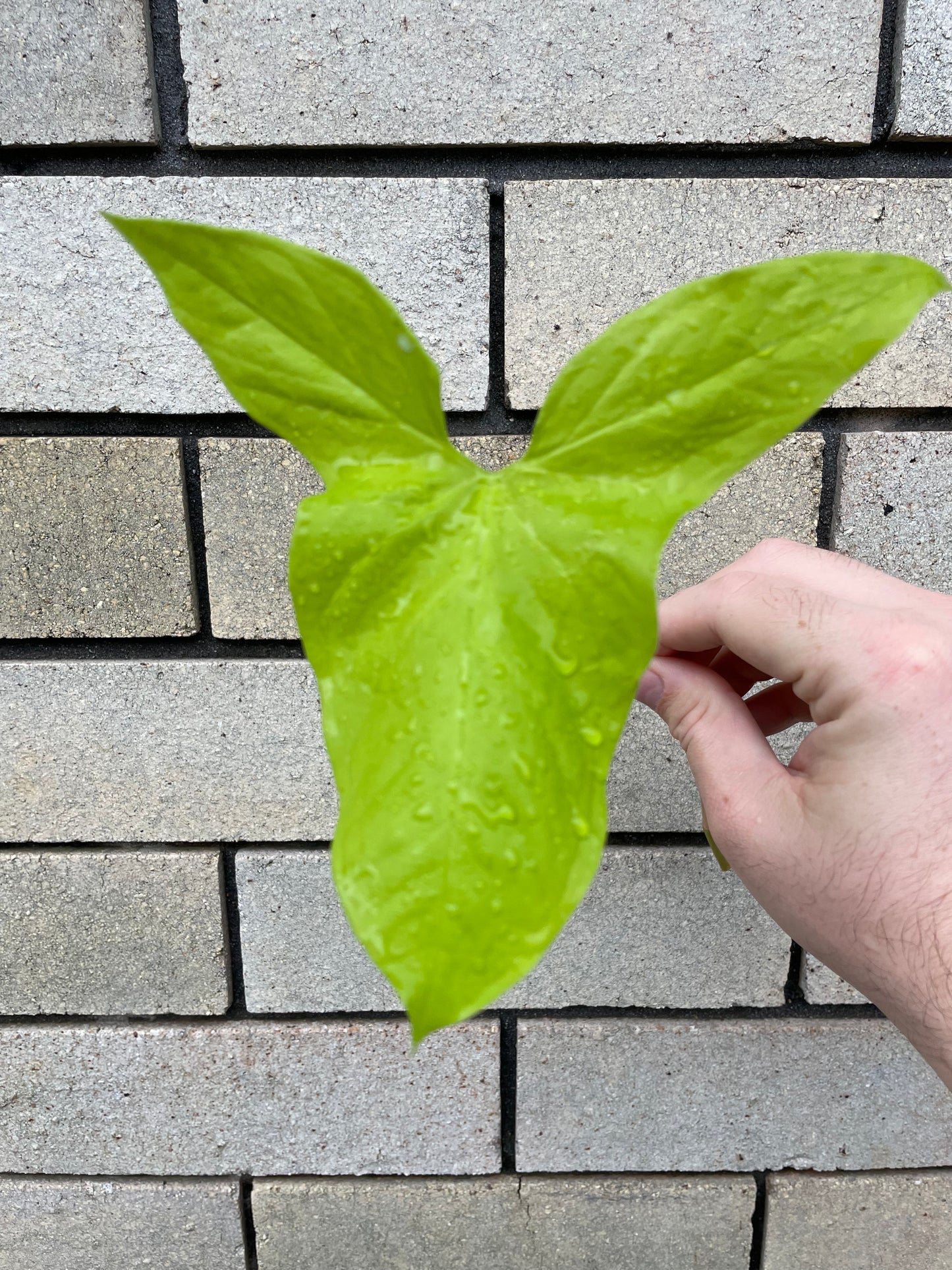 Syngonium Goldie cutting