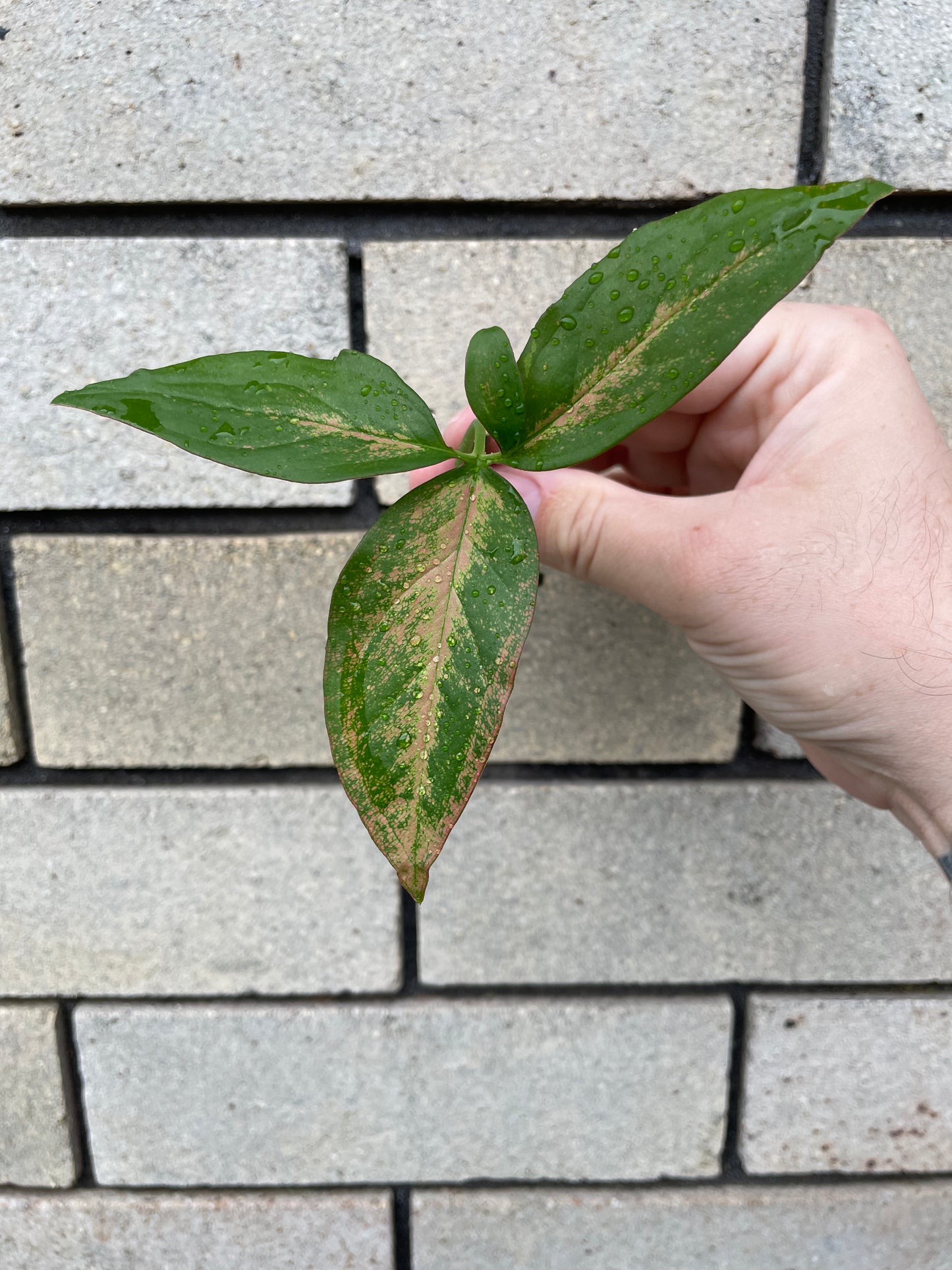 Non-TC Syngonium Orm Nak cutting