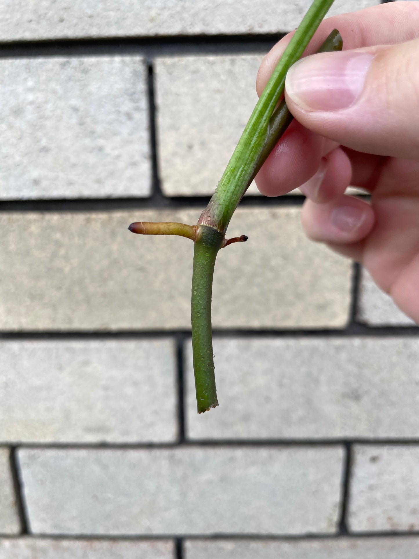 Non-TC Syngonium Orm Nak cutting