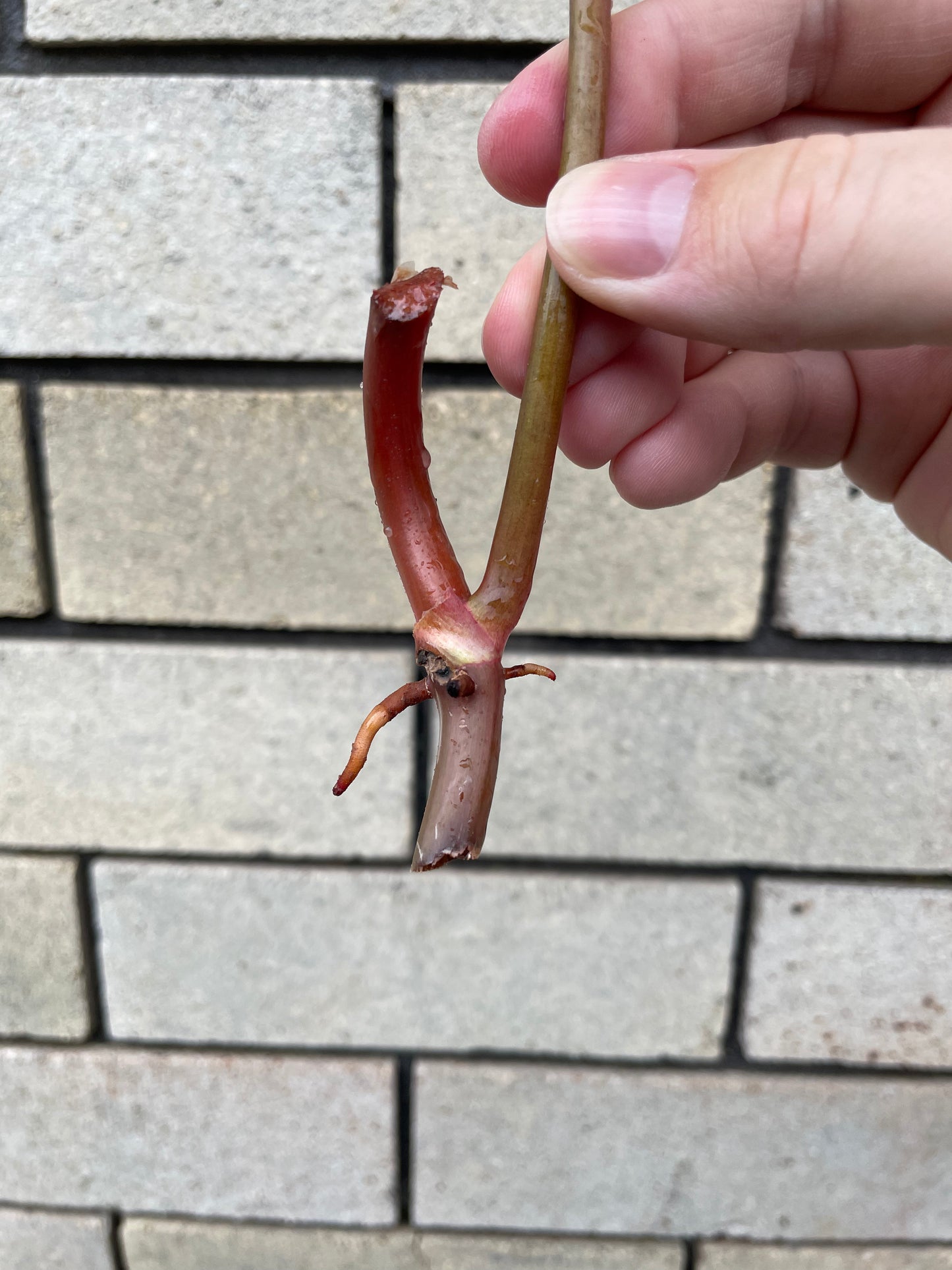 Philodendron Painted Lady cutting