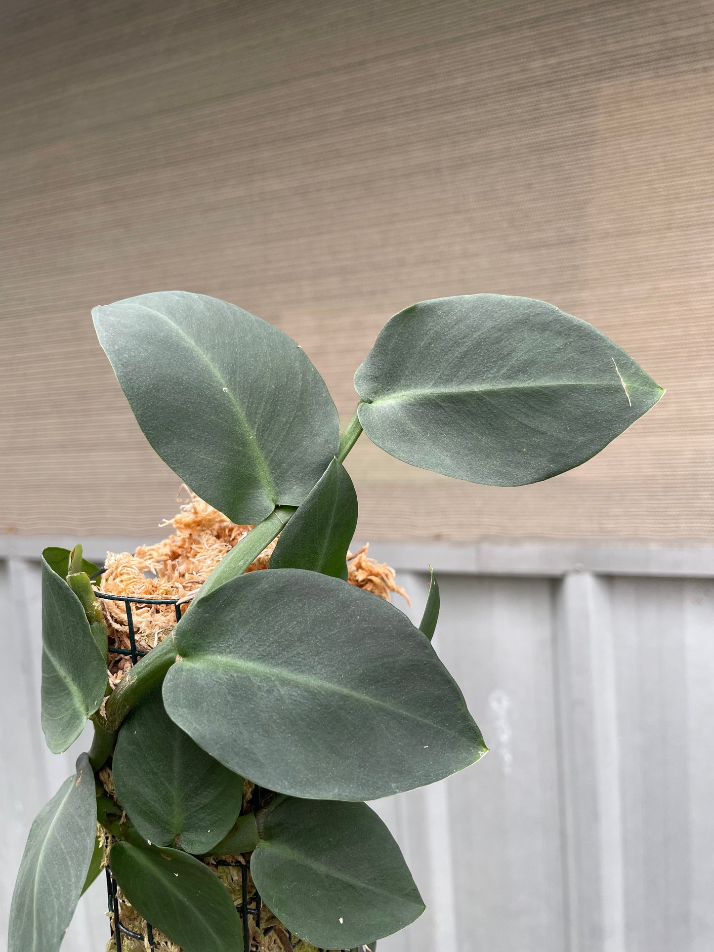 Rhaphidophora Hayi on 90cm pole