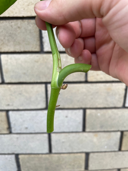 Monstera Adansonii 'Klotzschiana' cutting