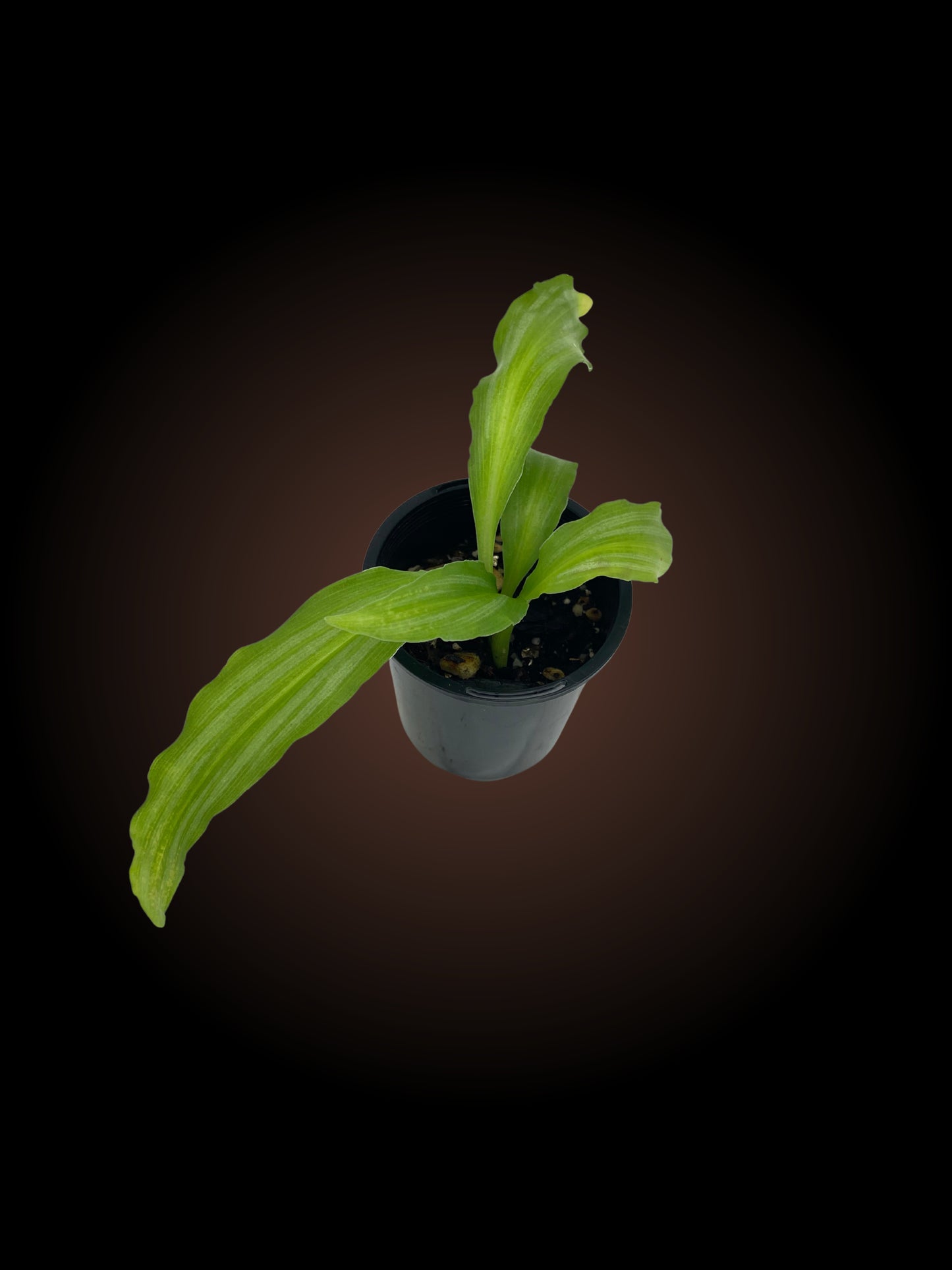 Kaempferia Angustifolia