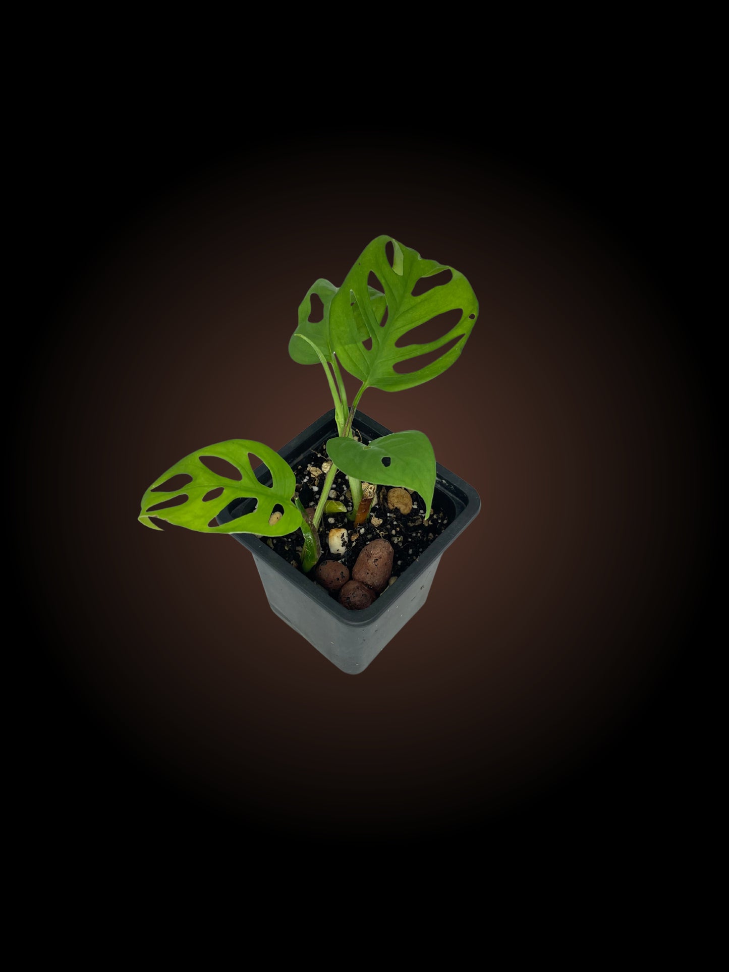 Monstera Adansonii 'Swiss Cheese'