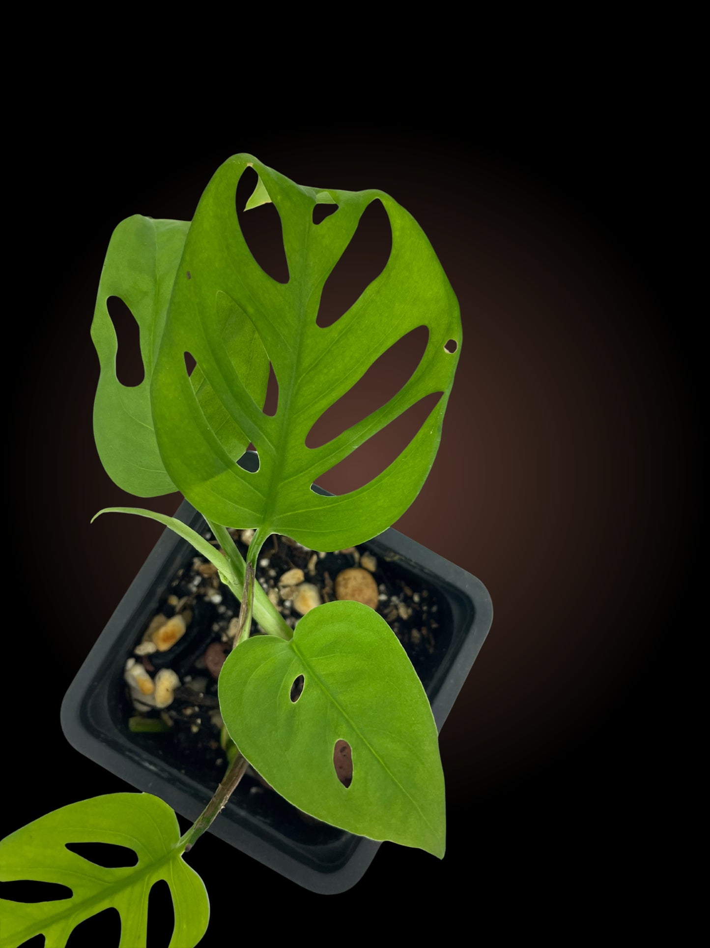Monstera Adansonii 'Swiss Cheese'