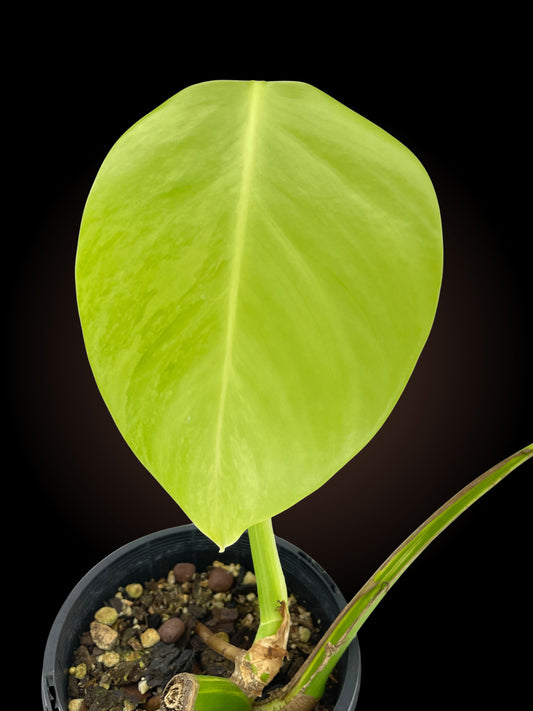 Monstera Borsigiana Aurea