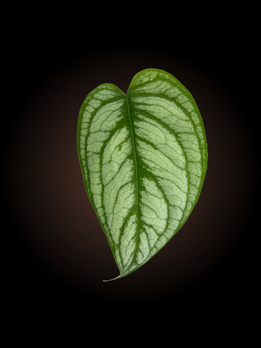 Non-TC Monstera El Salvador