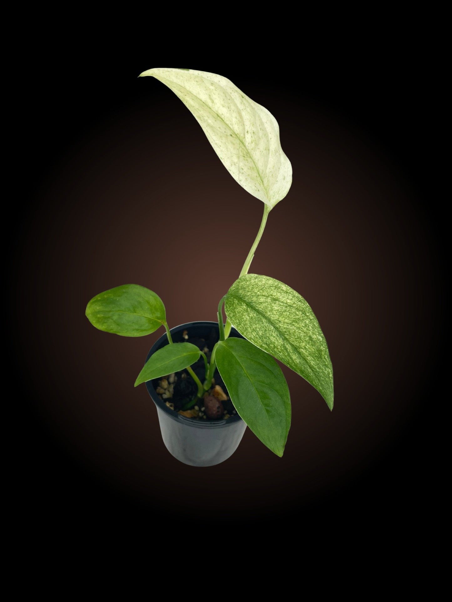 Monstera Laniata Mottled