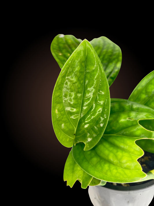 Non-TC Monstera Peru