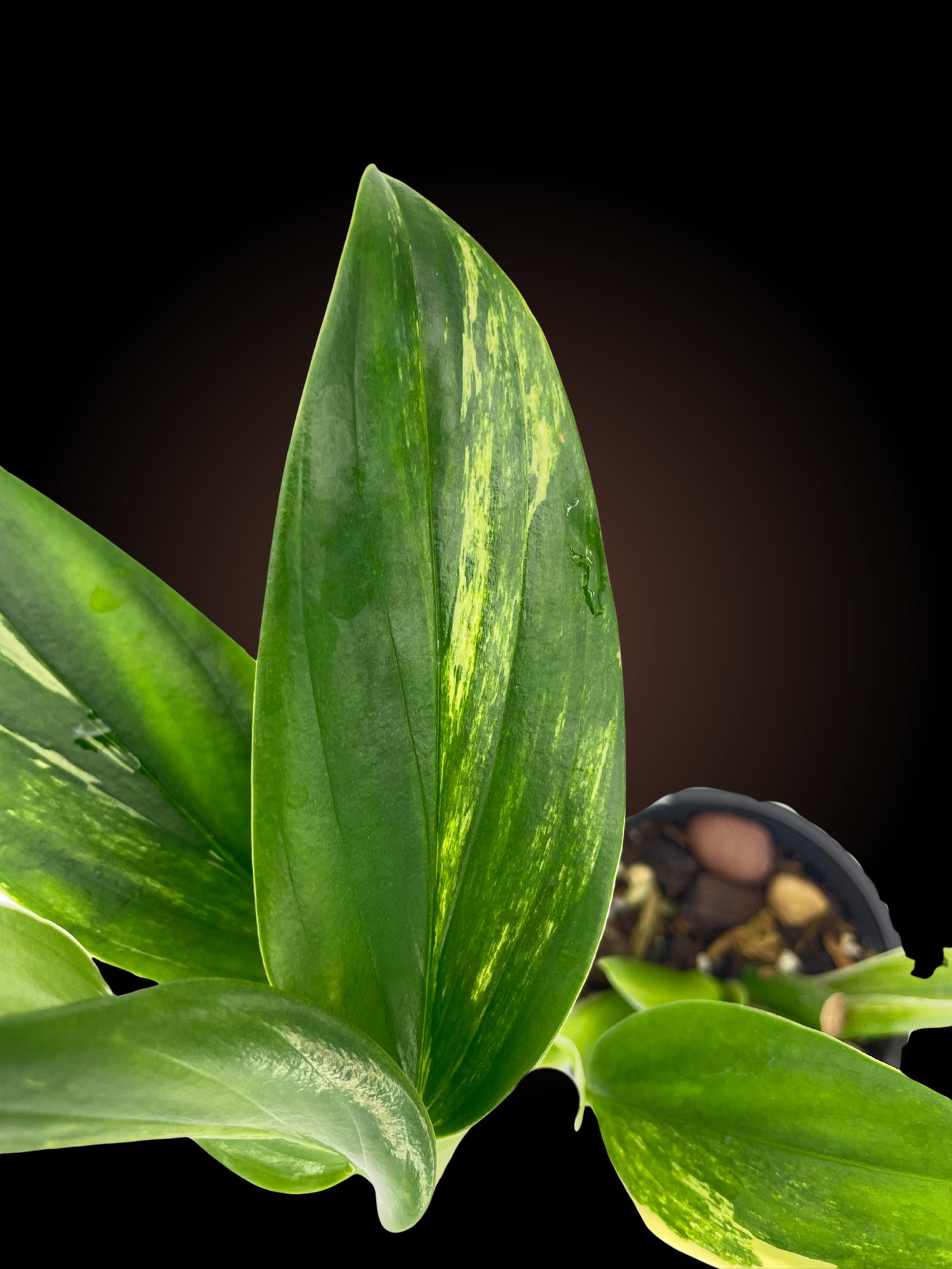 Monstera Standleyana Aurea