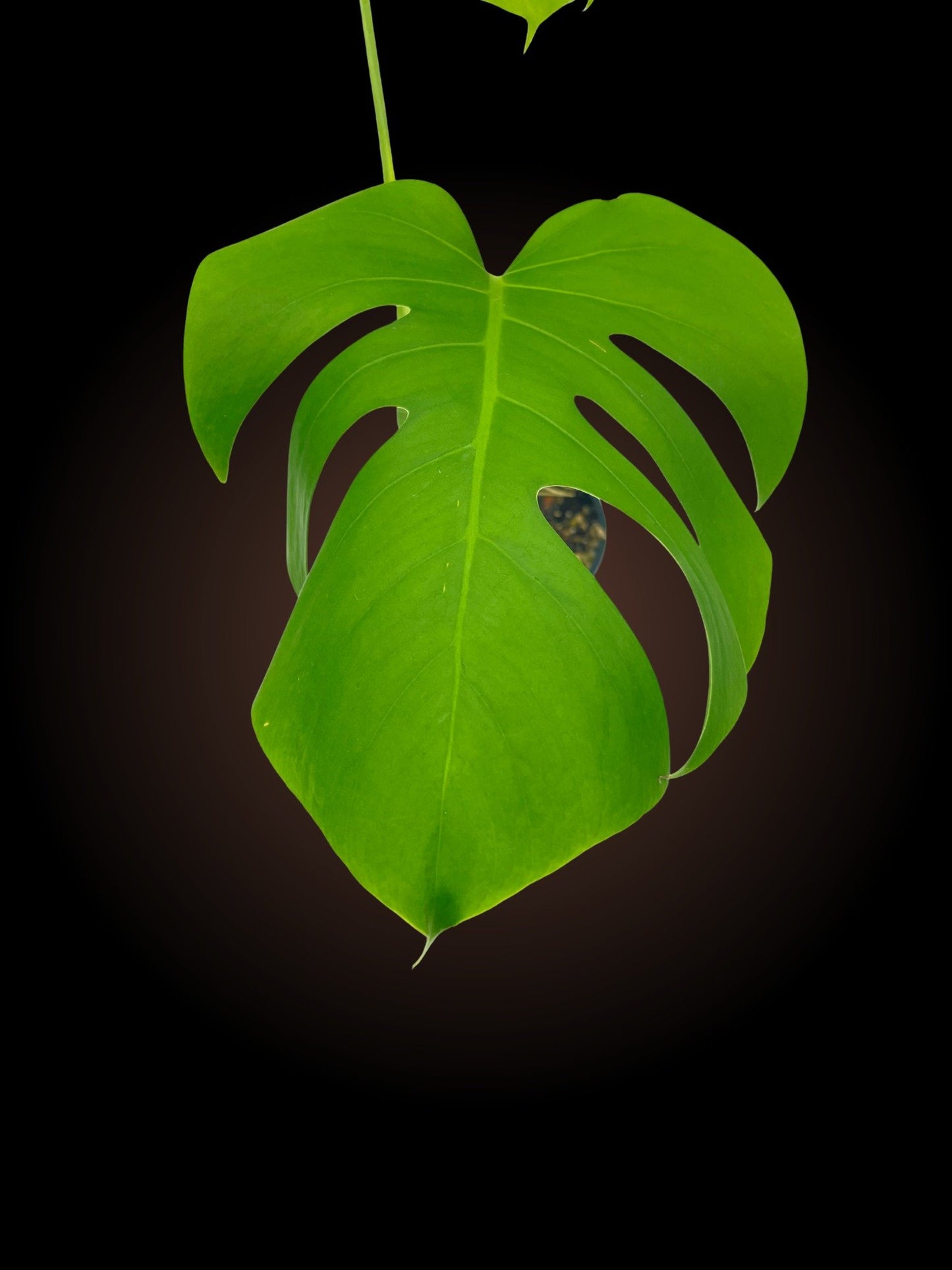 Monstera Borsigiana