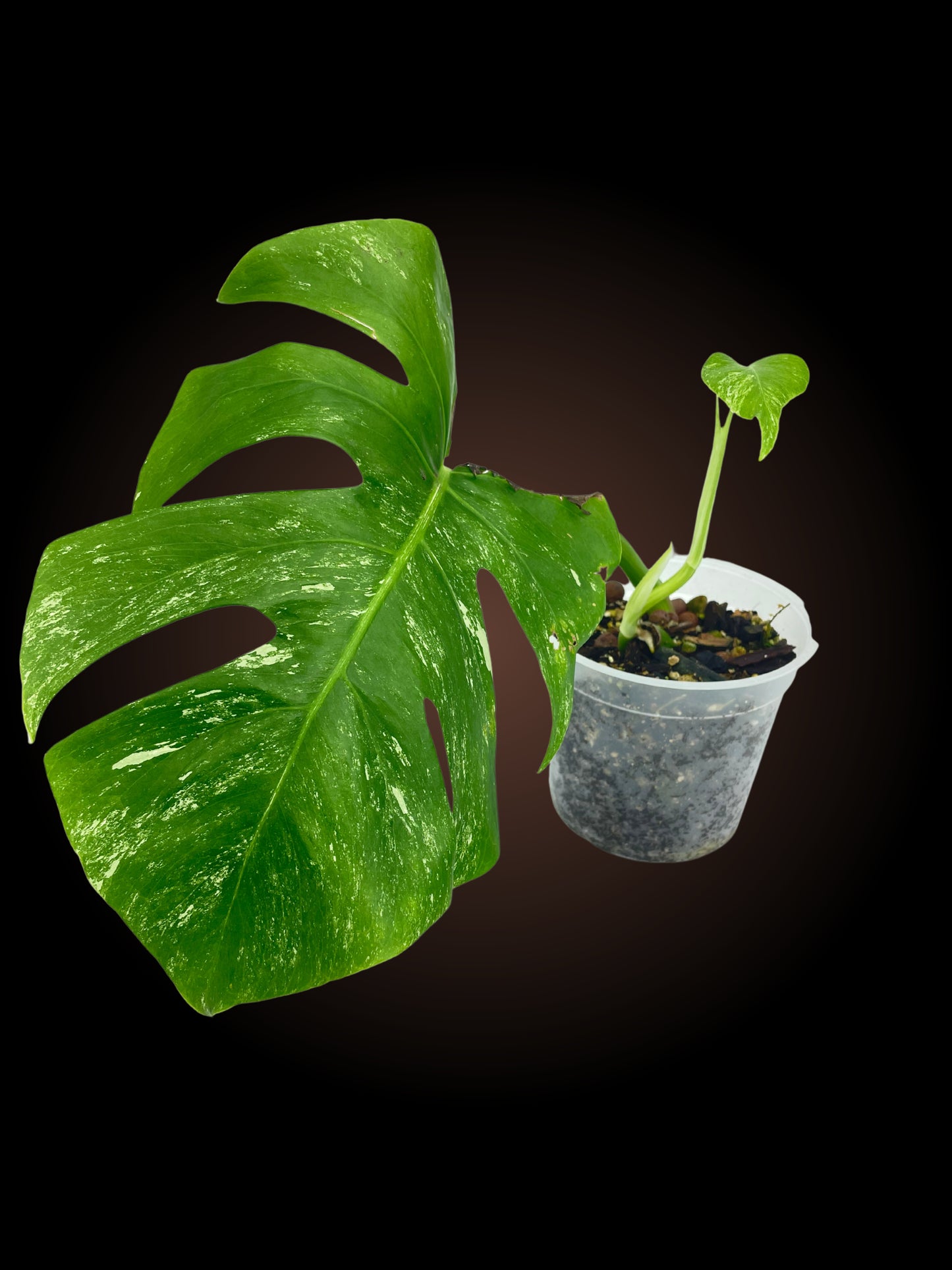Monstera Borsigiana Albo