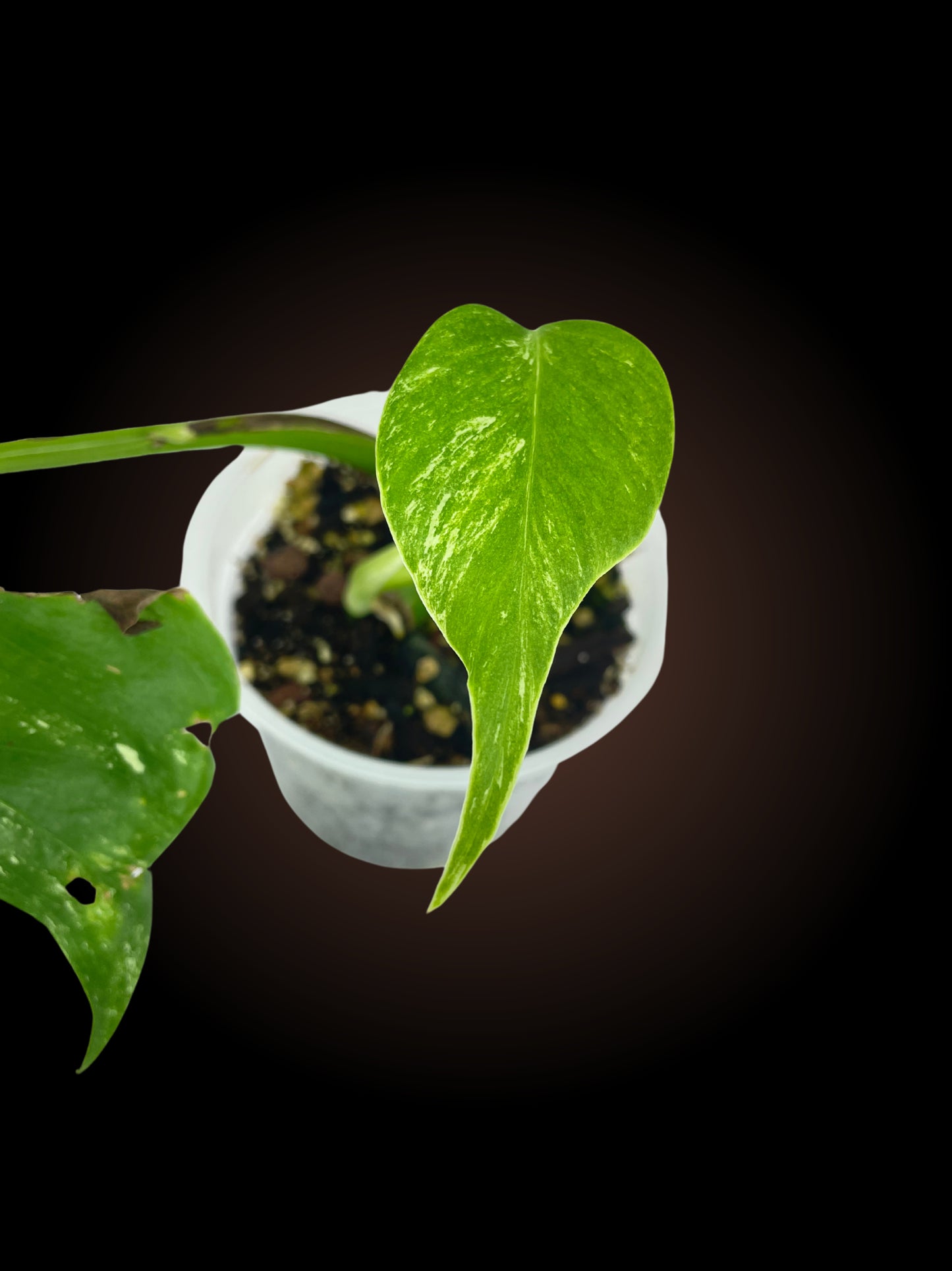Monstera Borsigiana Albo