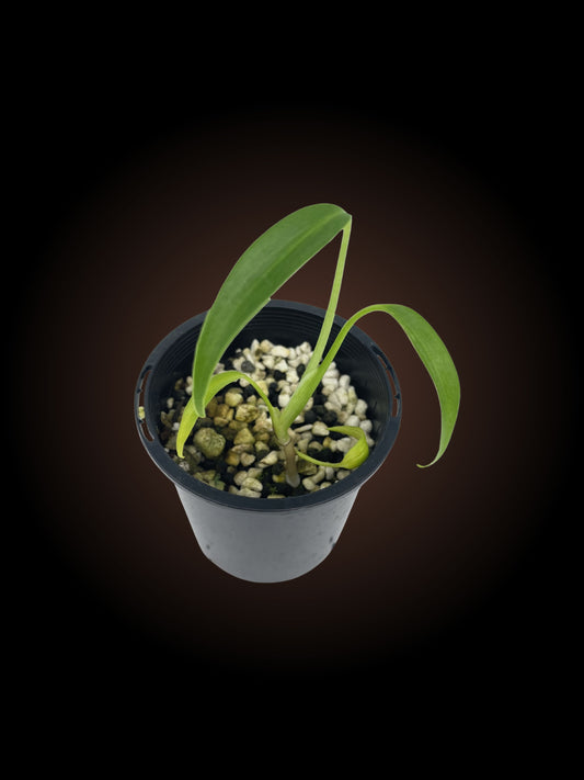 Monstera Burle Marx Flame