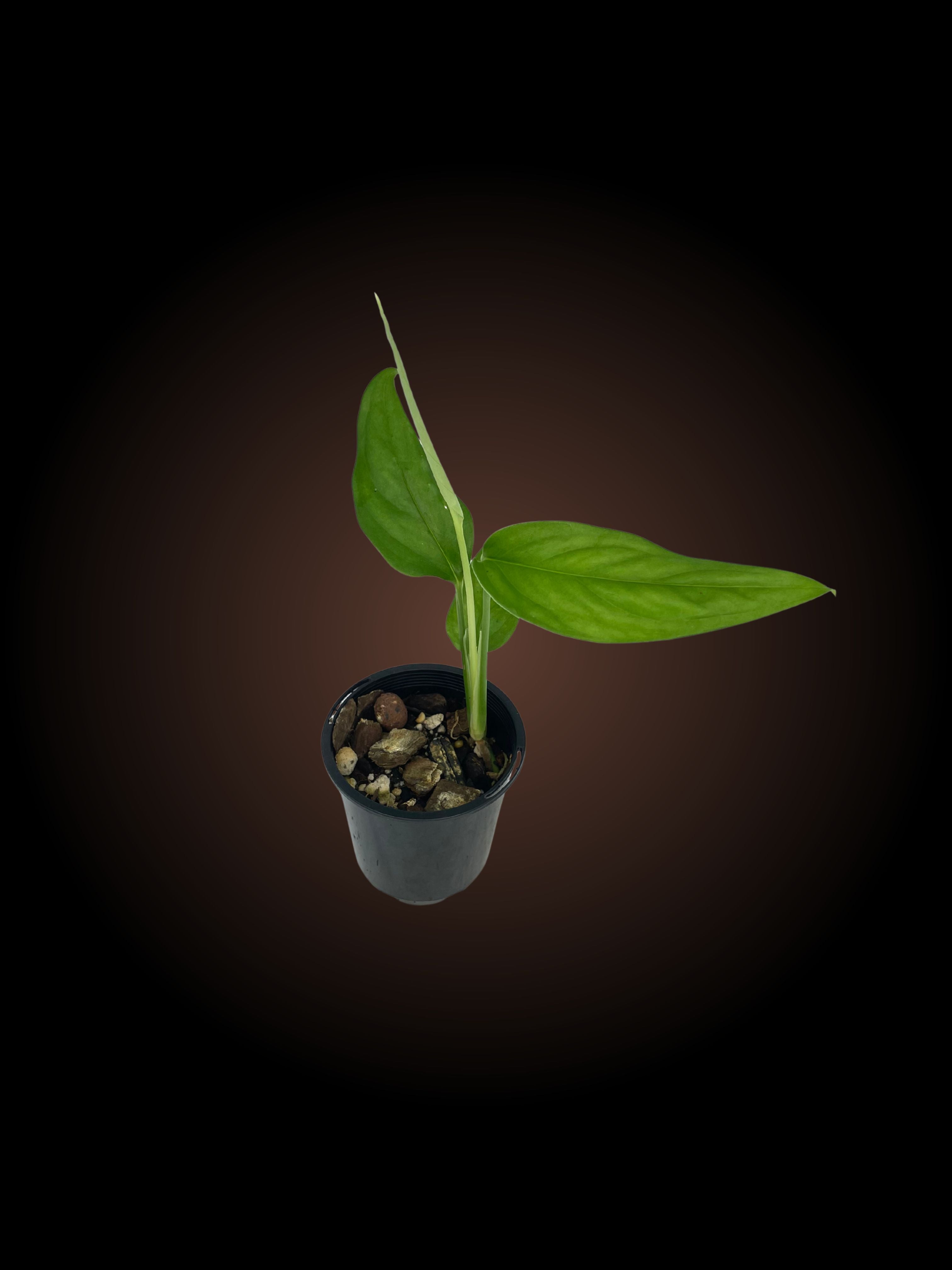 Monstera Gracilis – Elusive Plants