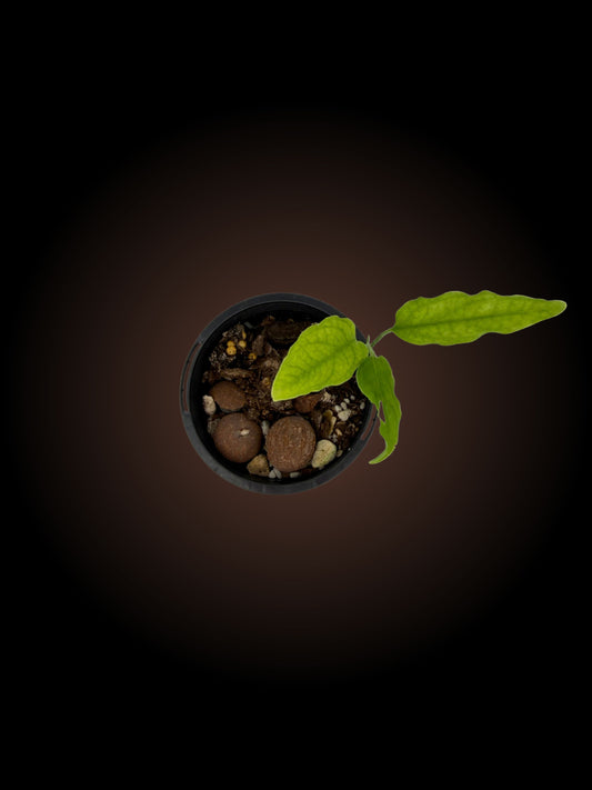 Monstera Obliqua Tiwintza Narrow
