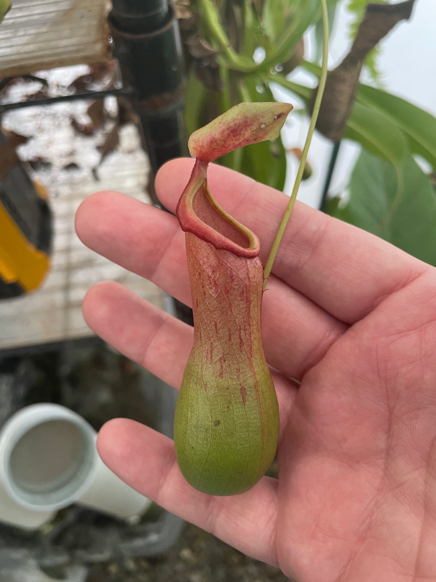 Nepenthes Ventrata
