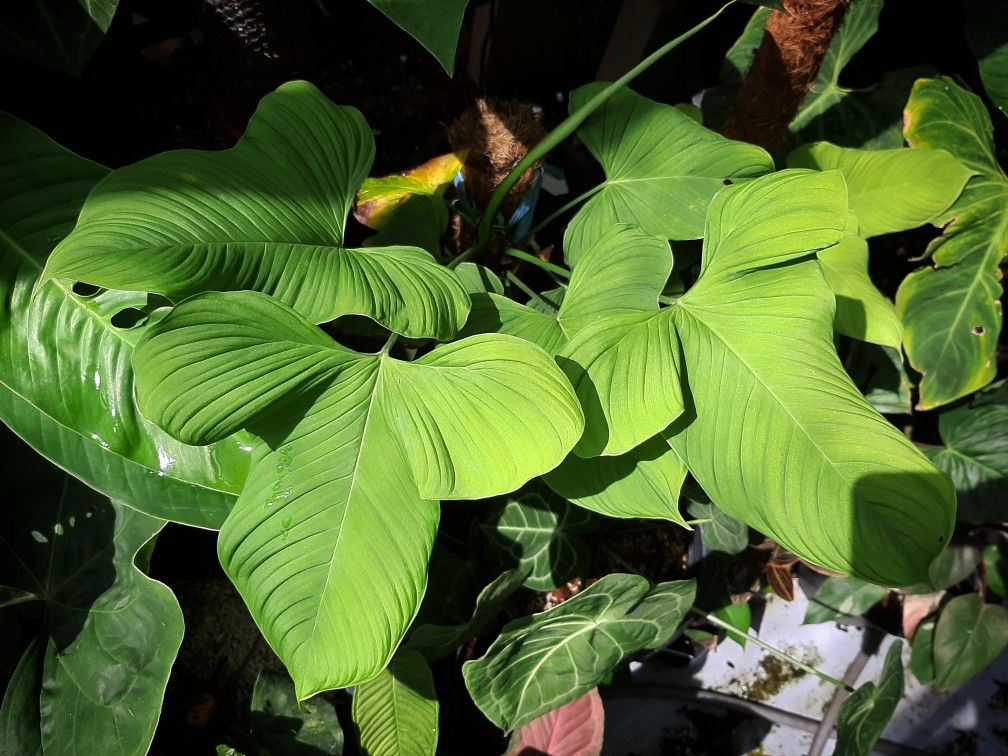 Philodendron Fibraecataphyllum