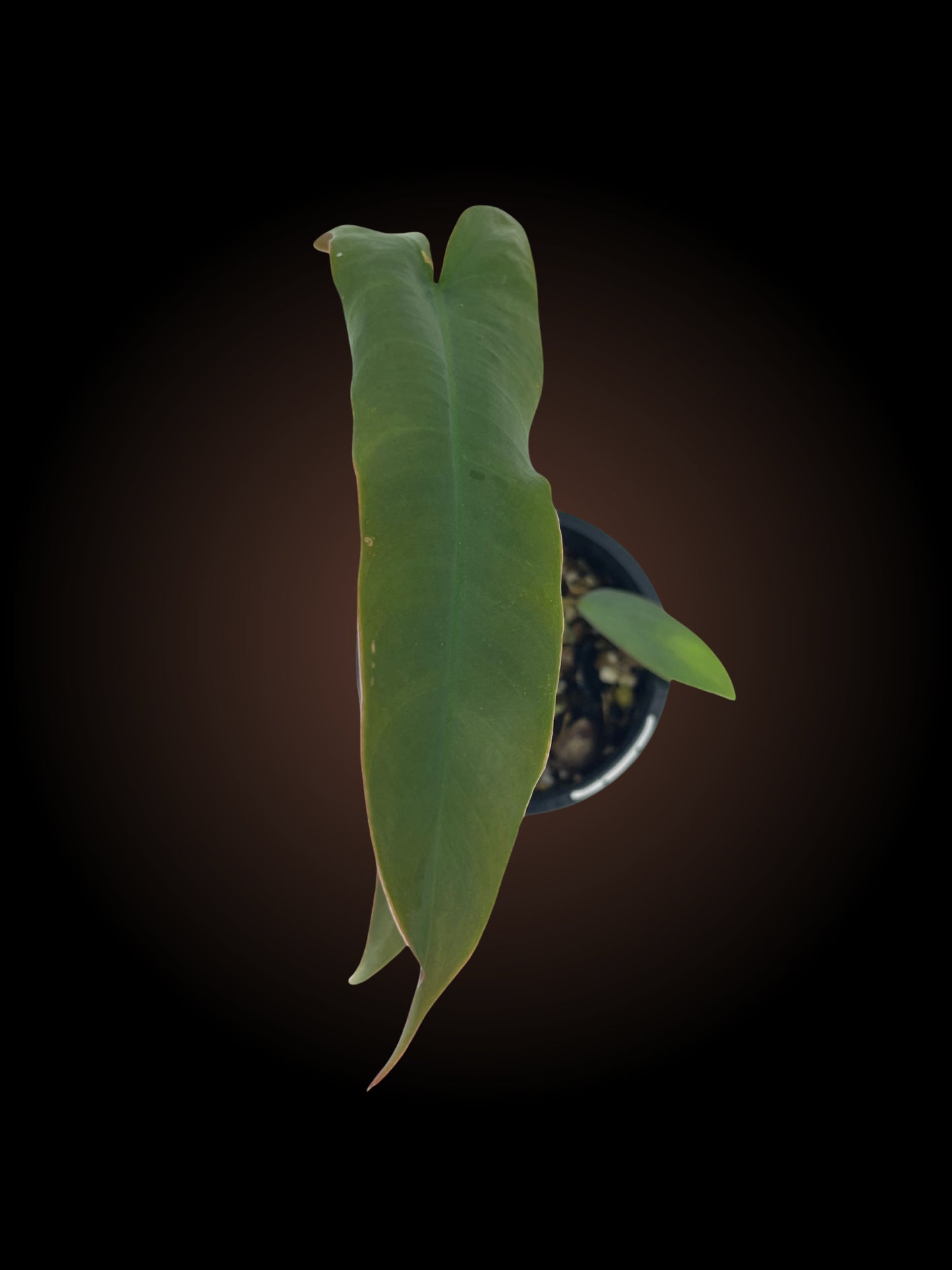 Philodendron Atabapoense