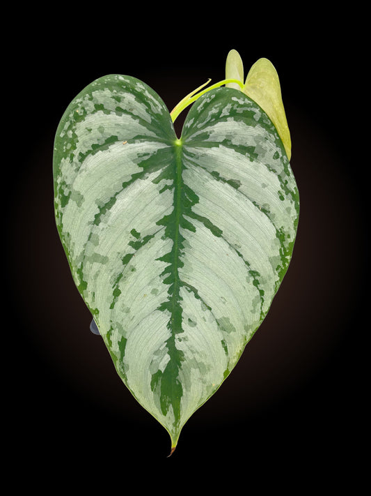 Non-TC Philodendron Brandtianum