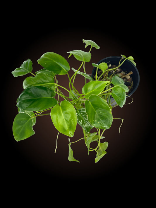 Philodendron Burle Marx