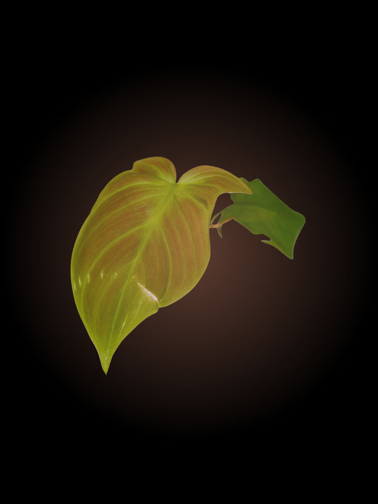 Philodendron Camposportoanum