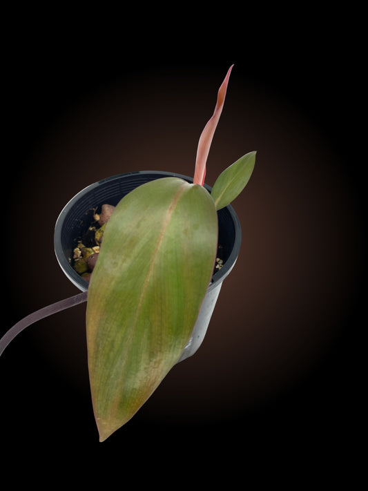 Philodendron Dark Lord