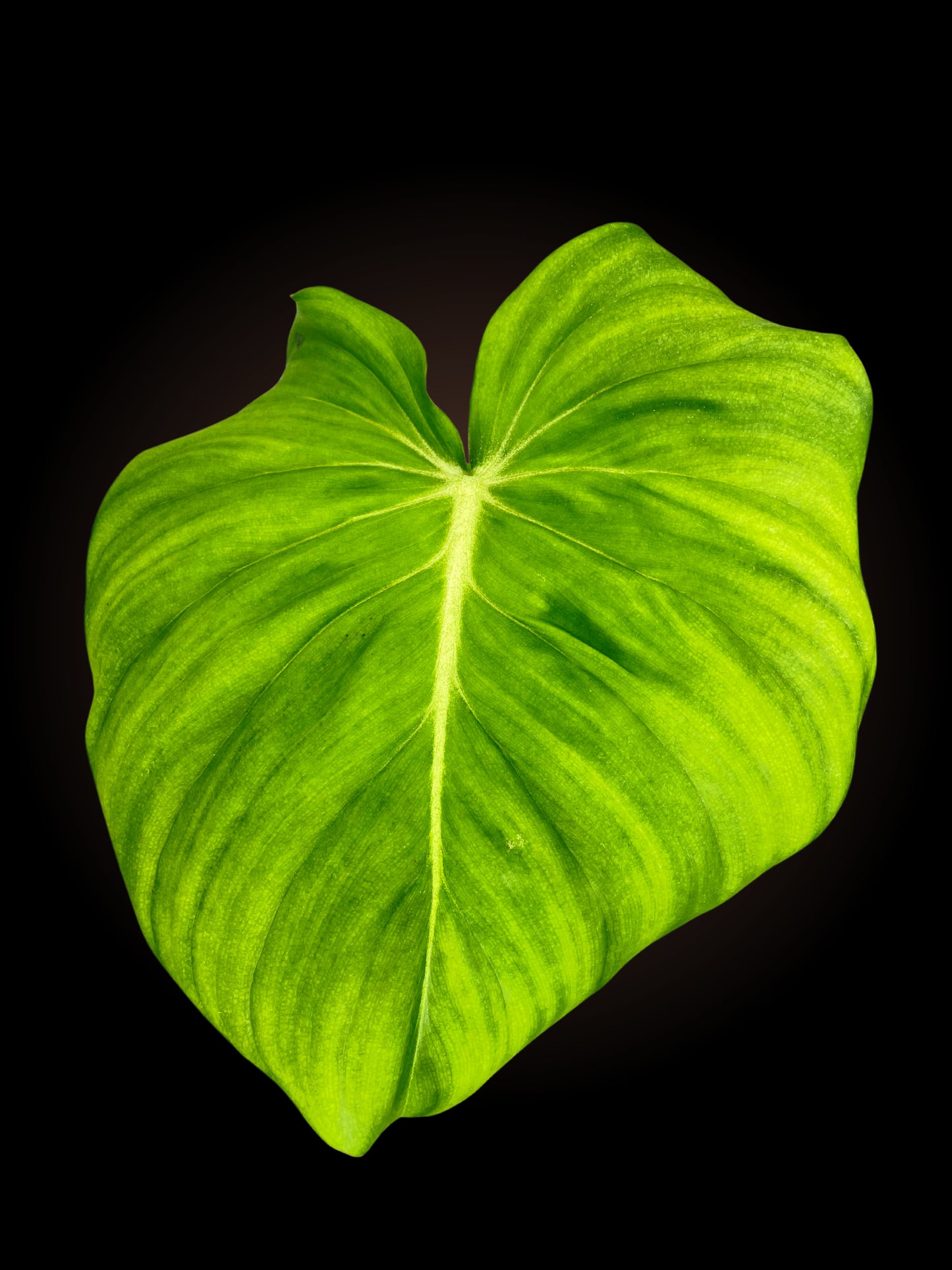 Non-TC Philodendron Dean McDowell