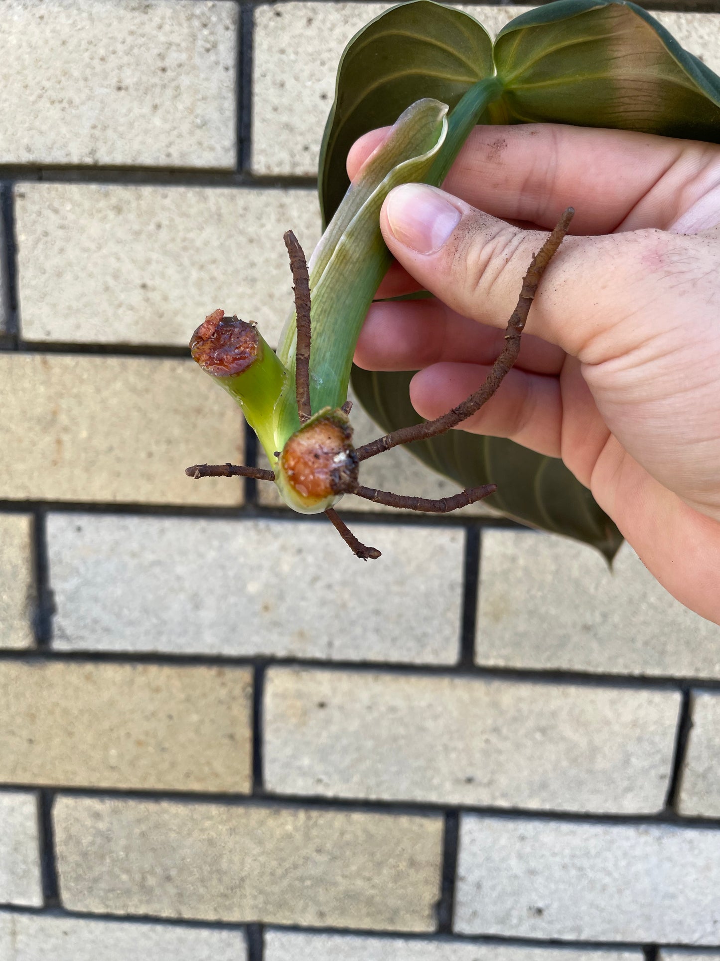Philodendron Gigas cutting