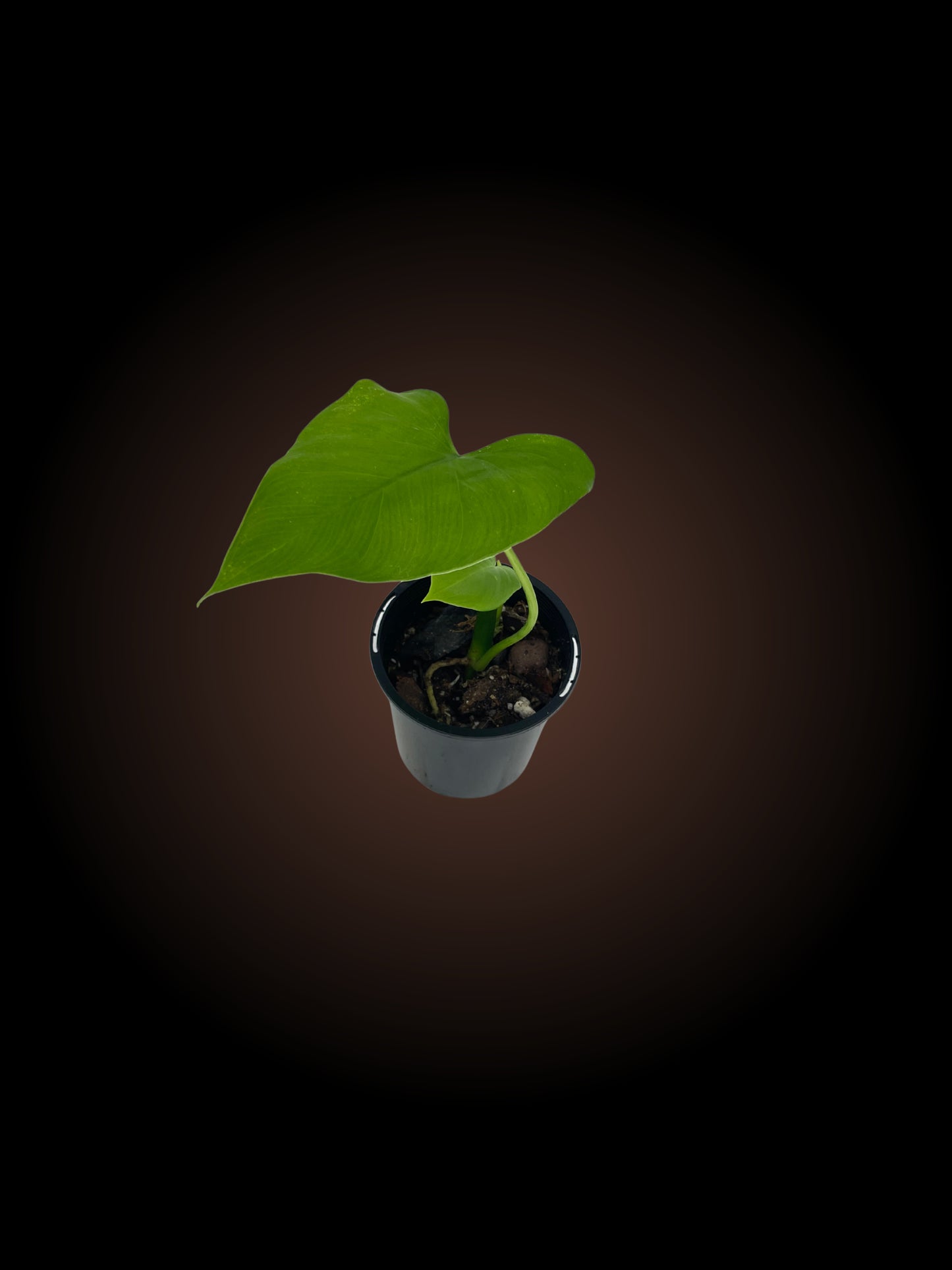 Philodendron Jacquinii