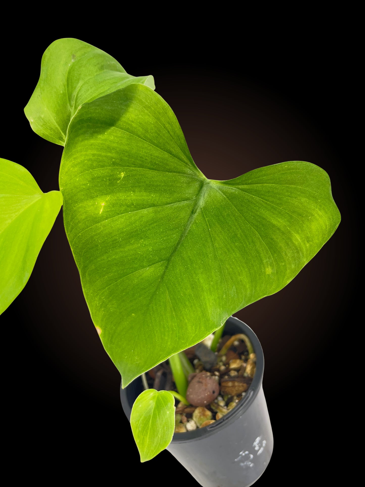Philodendron Jacquinii