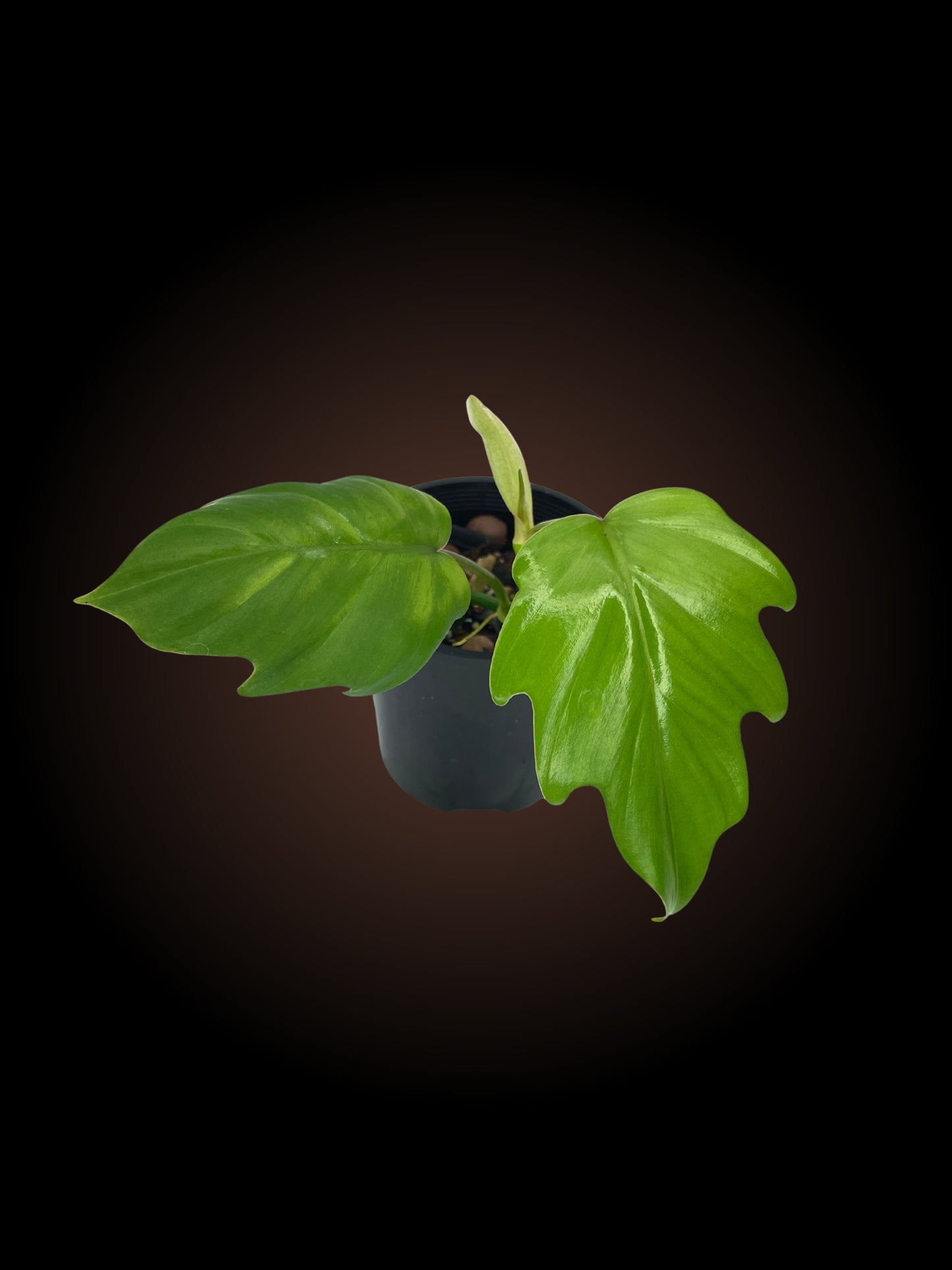 Philodendron Mayoi Tahiti
