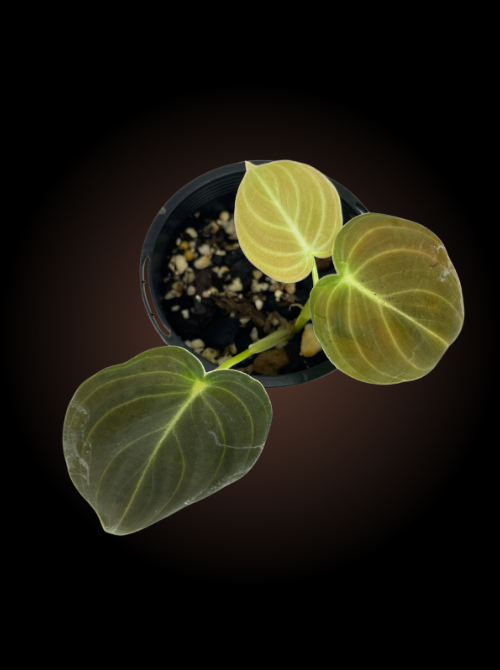 Philodendron Melanochrysum Reverted