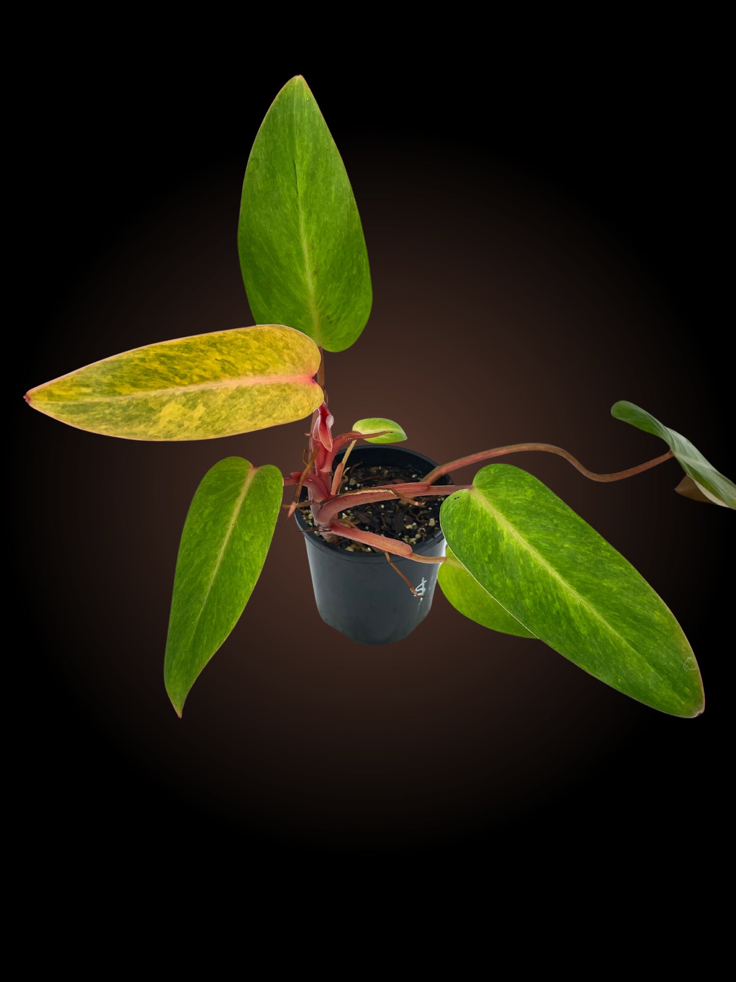 Philodendron Painted Lady