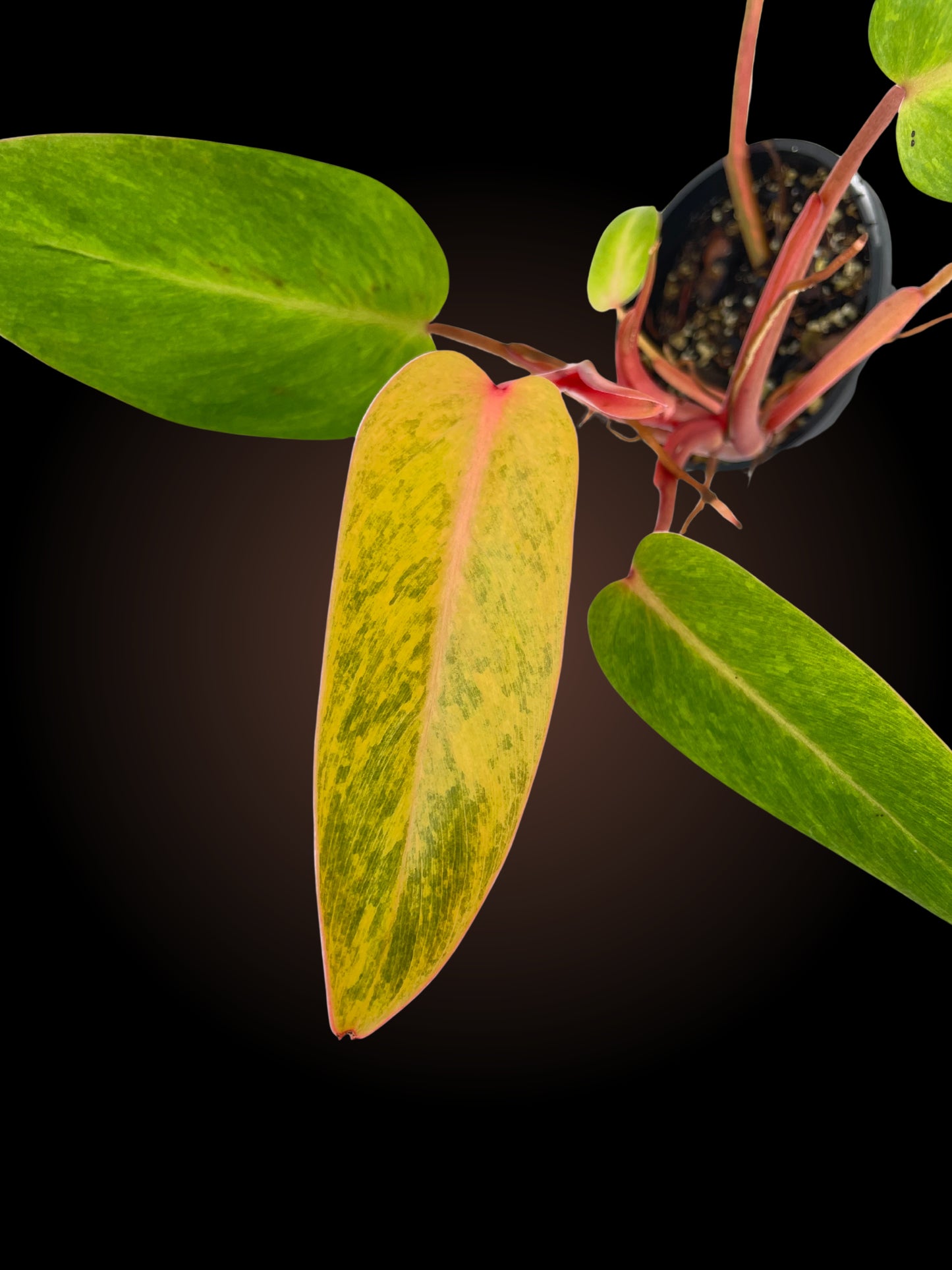 Philodendron Painted Lady