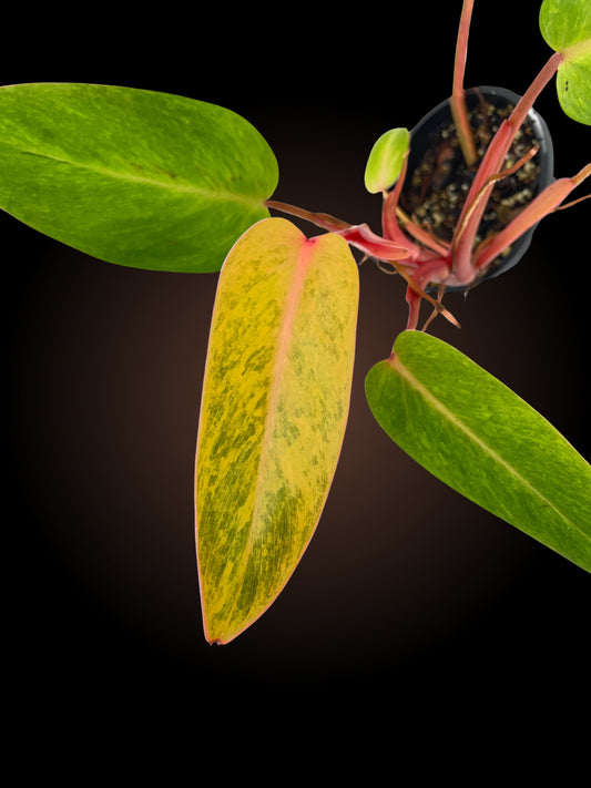 Philodendron Painted Lady
