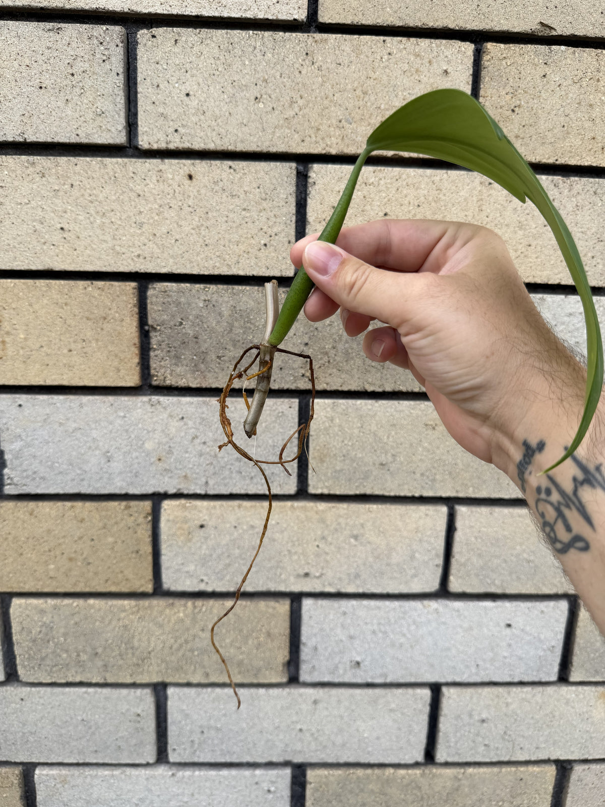 Philodendron Panduriforme cutting