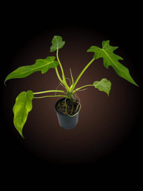 Philodendron Radiatum