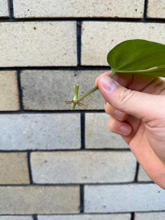 Philodendron Rio Non-TC cutting