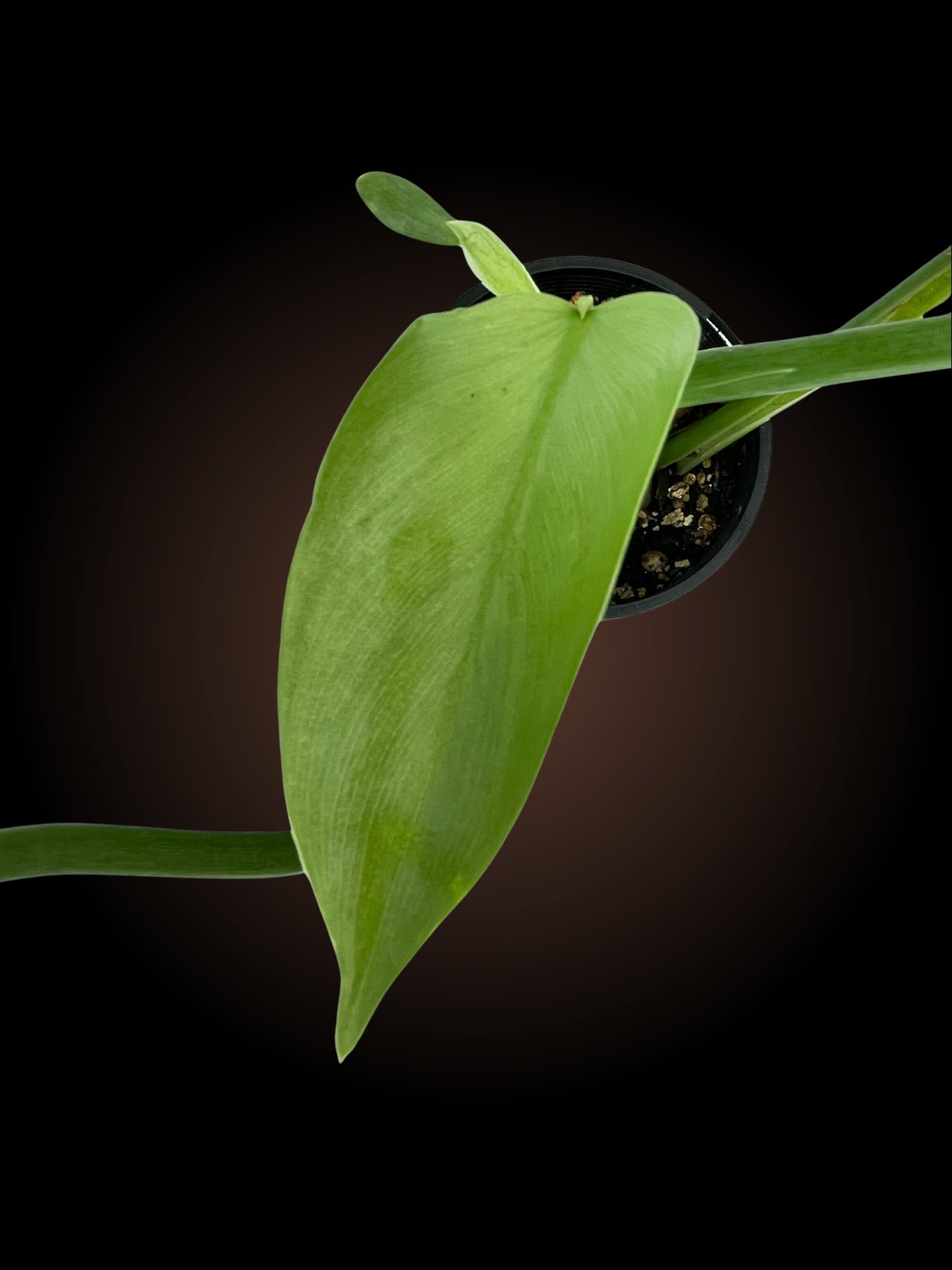 Philodendron Silver Sword
