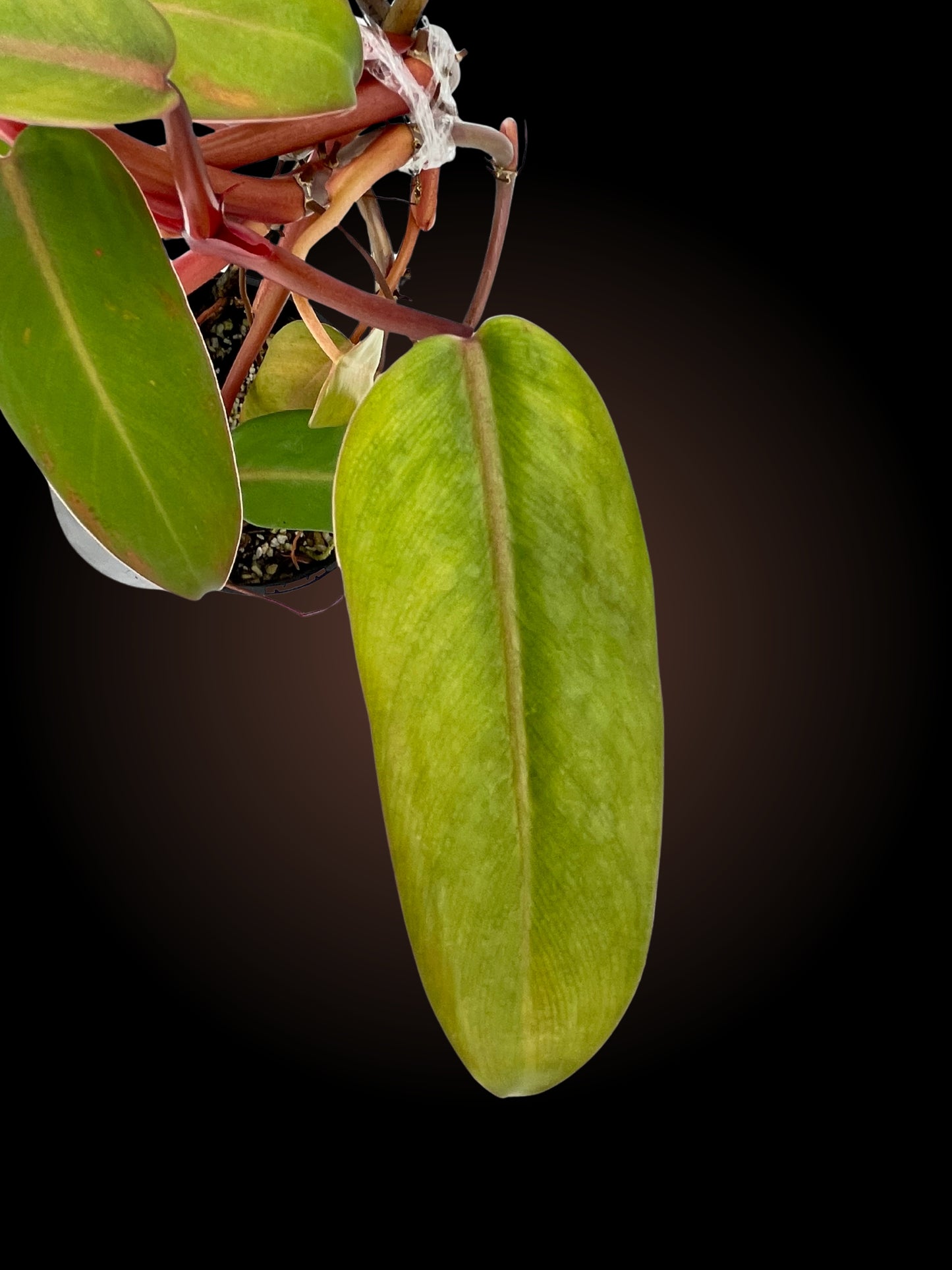 Philodendron sp.