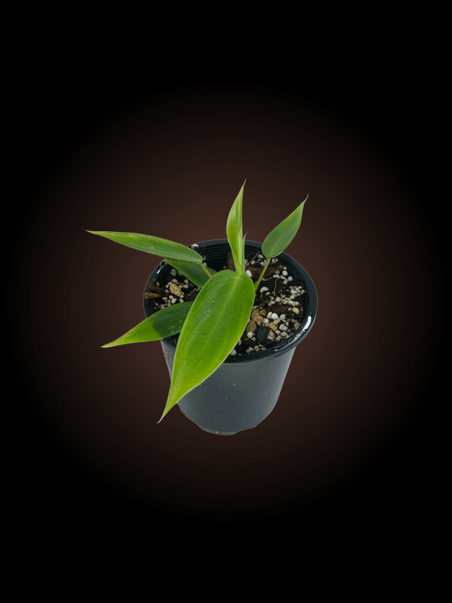 Philodendron Spiritus Sancti